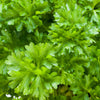 Natural Organic Parsley Skin & Hair Care