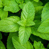 Natural Organic Skin Care & Hair Care with Peppermint