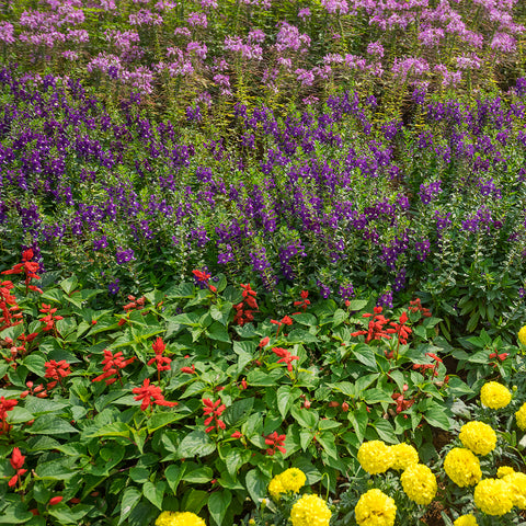 Pollinator Flower Garden helps environment