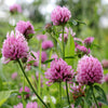 Natural Organic Facial Skin Care with Red Clover