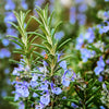 Natural Organic Rosemary Skin Care