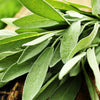 Natural Organic Sage Facial Skin Care