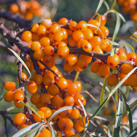 Natural Organic Skin Care with Sea Buckthorn Oil