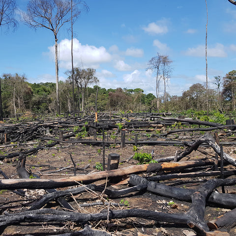  Rainforest in South America cleared via “slash and burn” with a promise of good farm land to indigenous people