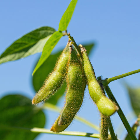 The soybean industry is causing more destruction to the environment than any other agricultural industry 