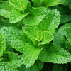 Natural Organic Skin Care & Hair Care Spearmint Essential Oils