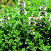 Natural Organic Thyme Facial Skin Care