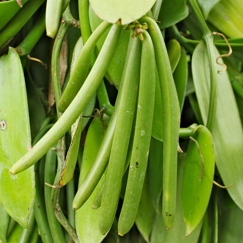 Organic Vanilla Bean Plant