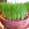 Natural Organic Skin Care & Hair Care with Wheatgrass