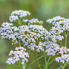 Natural Organic Yarrow Skin Care