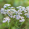 Natural Organic Facial Skin Care with Yarrow