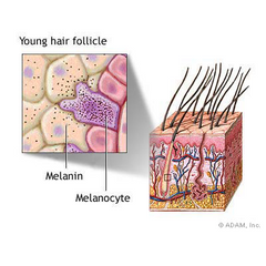 Graphic of Young Hair Follicle with Melanin