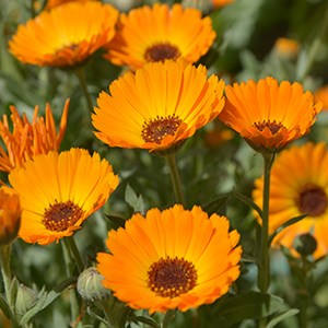 Organic Calendula Salve Cream