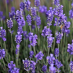 Sweet Dream Relaxation Lavender