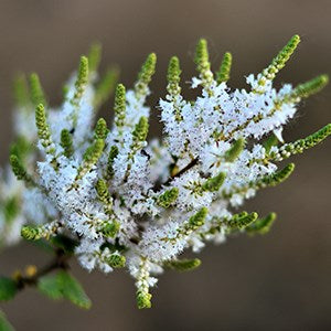 Natural Organic Myrrh Baby Salve