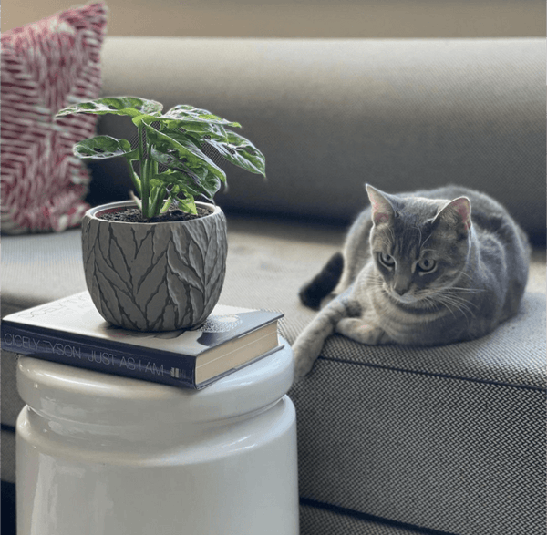 neutral grey sofa with grey cat