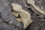 Crested Geckos Yellow Extreme (Pair #3)