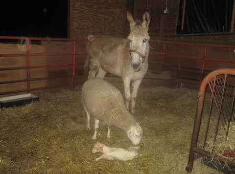 Donkey overseeing new lamb birth