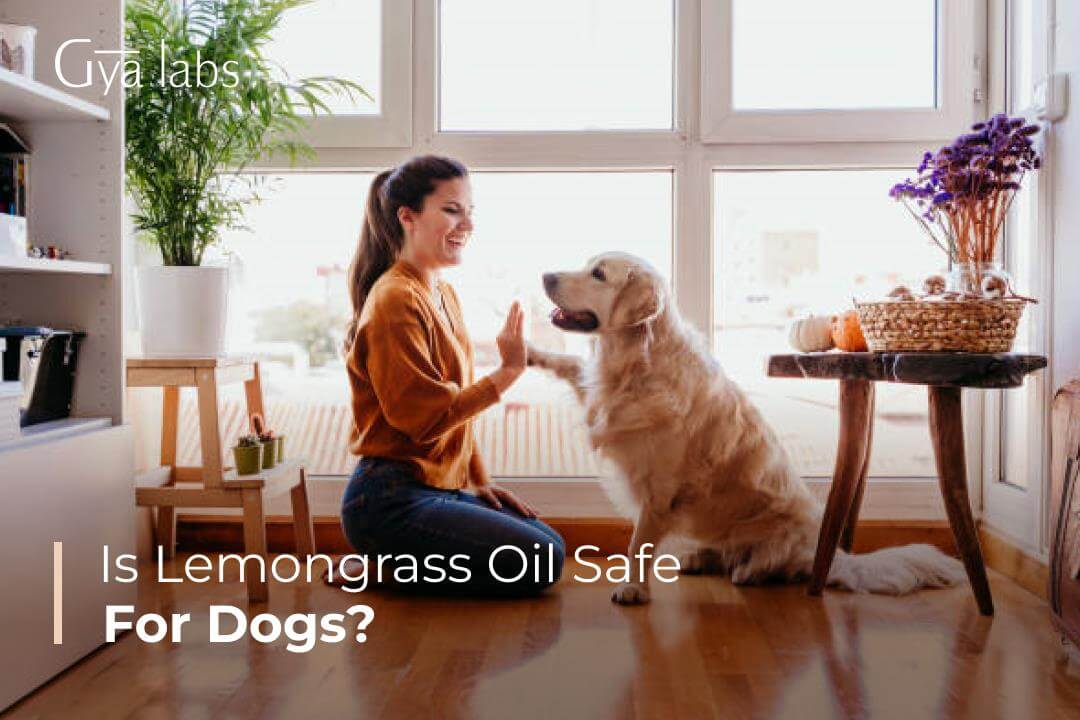 are lemongrass plants safe for dogs