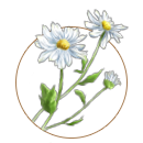 ingredient image