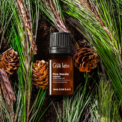 Gya Labs Pine Essential Oils for Diffuser - Fall Pine Oil Essential Oils -  Pine Essential Oil for Candle Making (0.34 fl oz) 