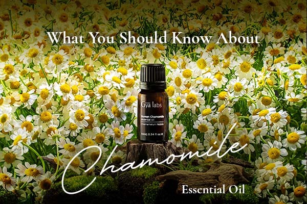 Chamomile Essential Oil Benefits & Uses in Treatment