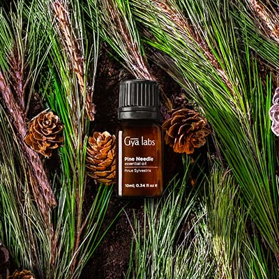 Gya Labs Pine Essential Oils for Diffuser - Fall Pine Oil