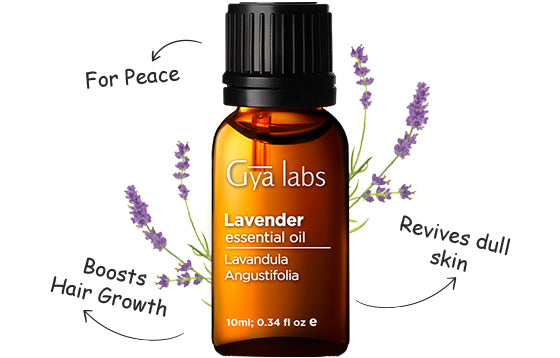 Gya Labs Lavender Oil Essential Oil for Diffuser - Lavender Oil Essential  Oils for Skin, Lavender Essential Oil for Hair & Aromatherapy, Lavender  Massage Oil (0.34 fl oz) 