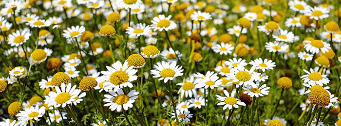 Chamomile Flowers