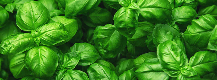 Basil Leaves