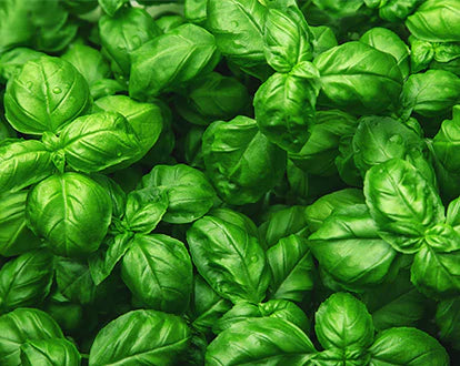 Basil Leaves