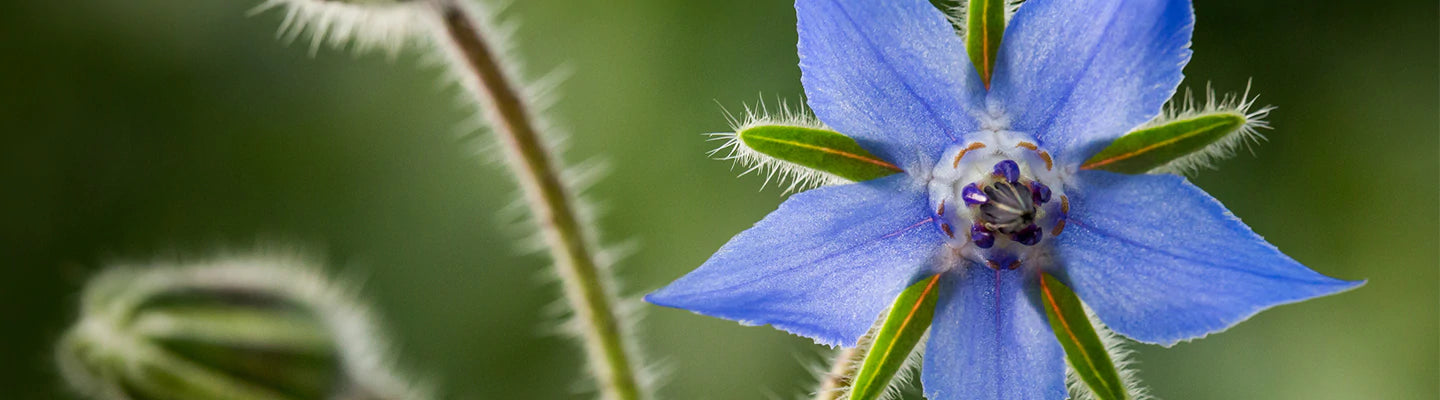 Borage Plant