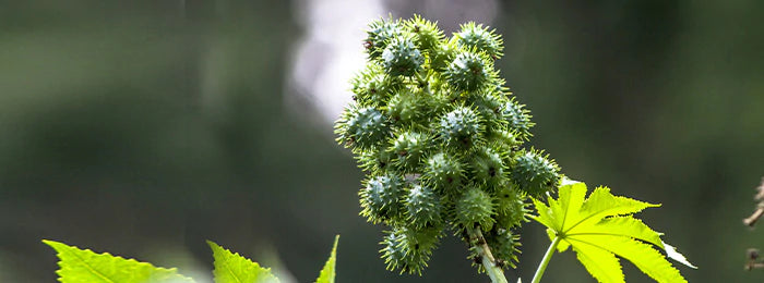 A castor plant