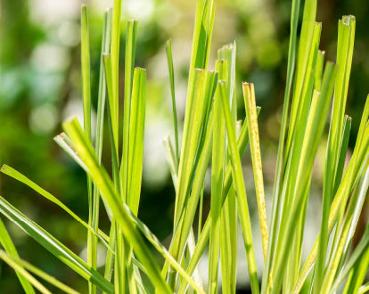 Benefits & Uses of Citronella Essential Oil