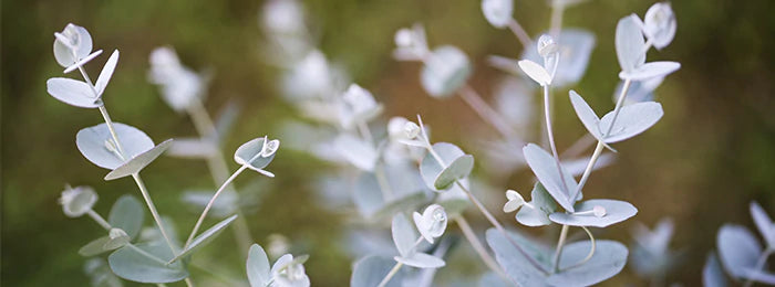 eucalyptus plant