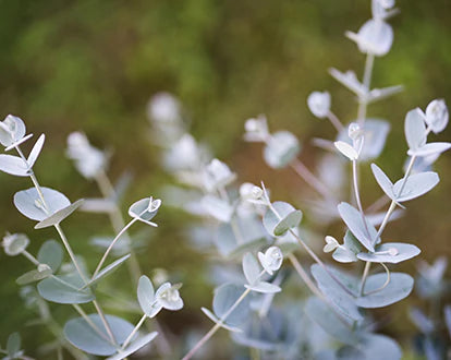 Benefits & Uses of Eucalyptus Essential Oil