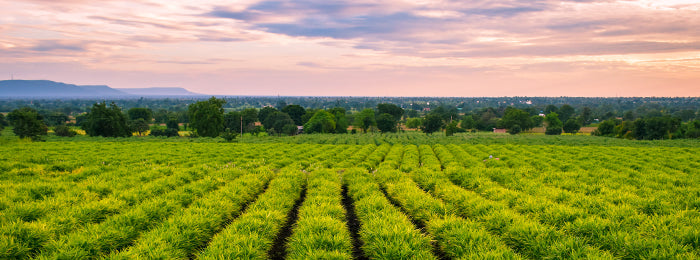 A green farm under cloudy sky