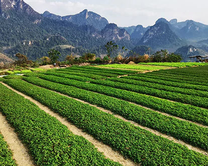 A green farm along with mountain in the background