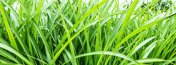 Benefits & Uses of Vetiver Essential Oil