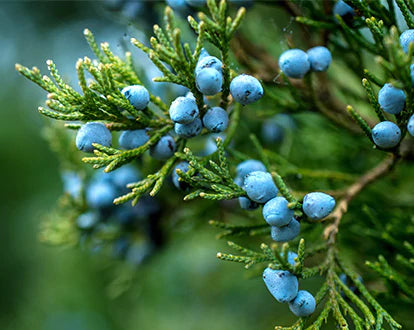 Juniper Berries & Plant