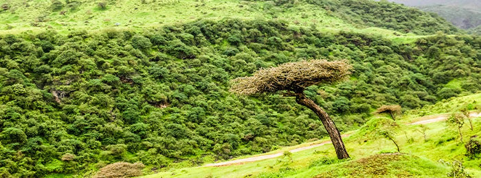 Lush Green Mountains & Hills during daytime