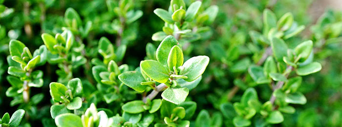 Benefits & Uses of Thyme Essential Oil