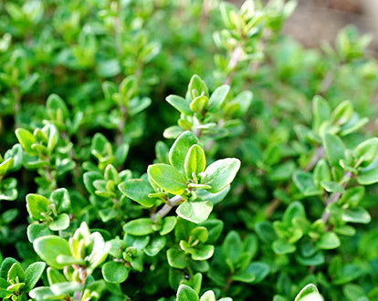 Benefits & Uses of Thyme Essential Oil