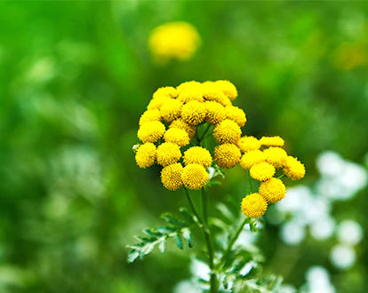 Blue Tansy Essential Oil Benefits & Uses