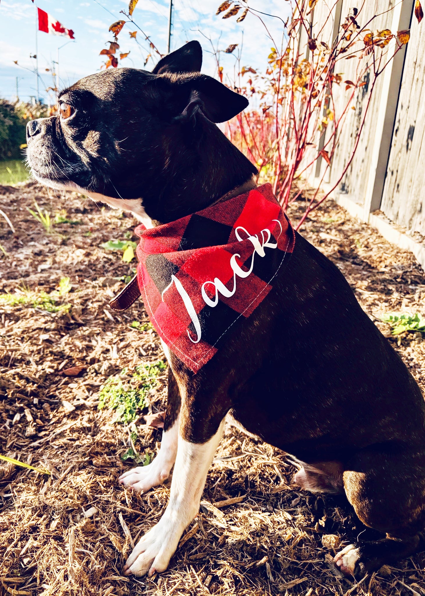 dog bandana with name