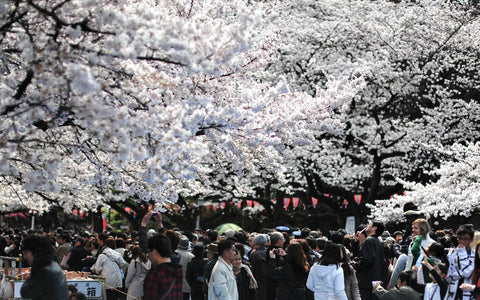 Cherry Blossoms at Ueno Park in Tokyo, Japan