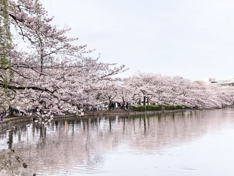Cherry Blossoms at Ueno Park in Tokyo, Japan