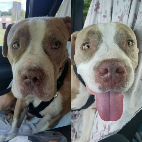 Before and After, dog rescue, pitbull lovers