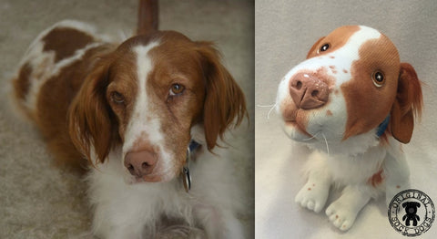 stuffed brittany spaniel