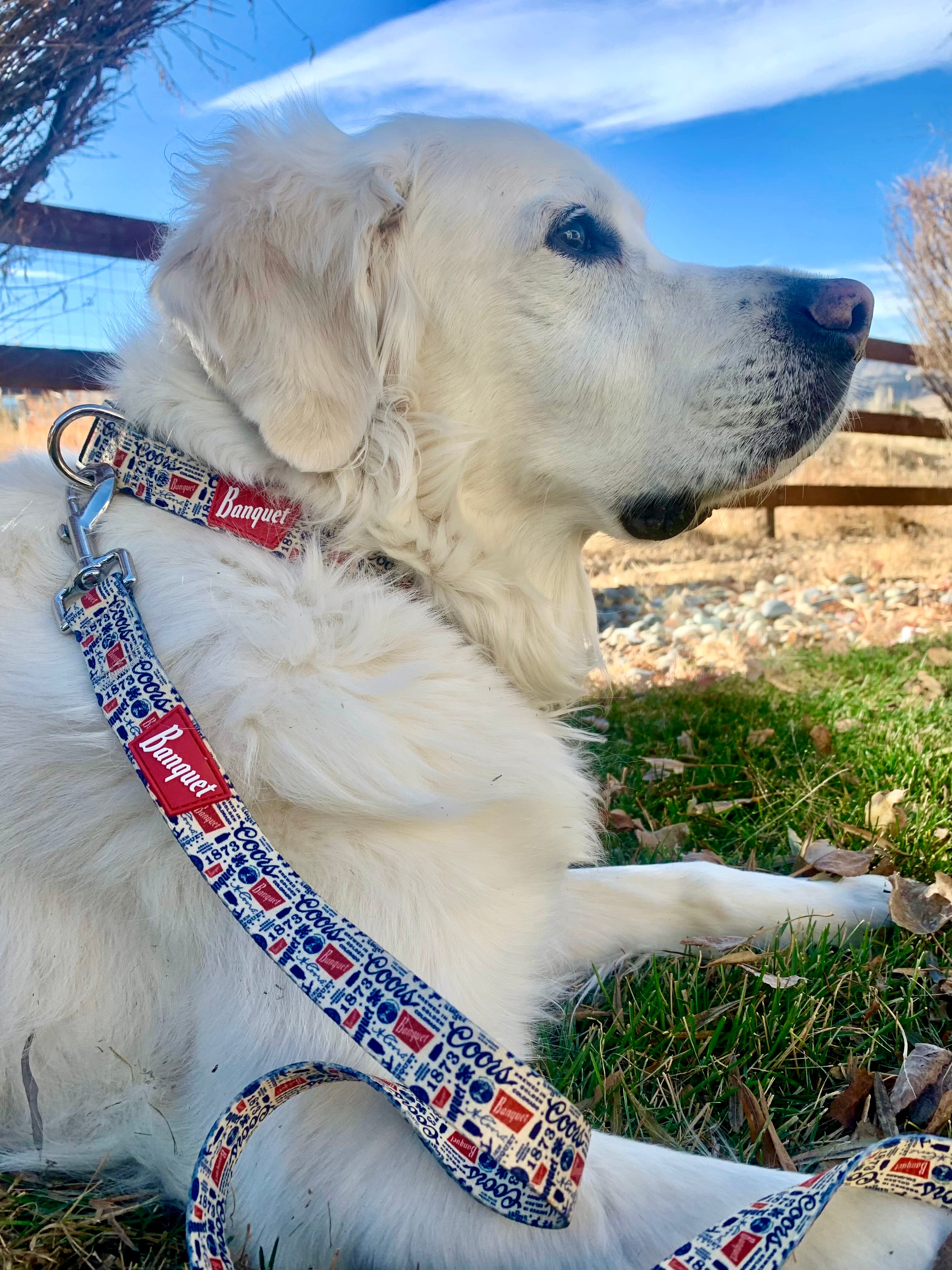 Coors light dog sales collar